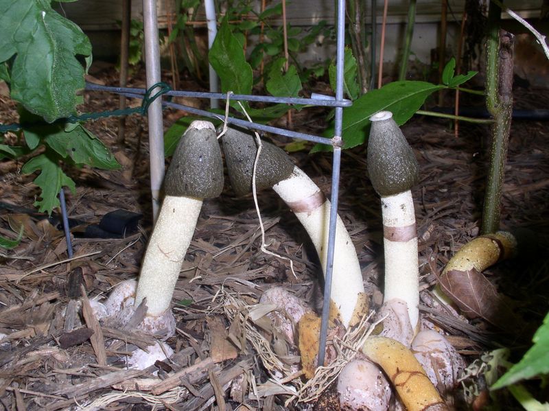Stinkhorns Rise From Mulch And Soil Stinkhorns Rise From Mulch And Soil