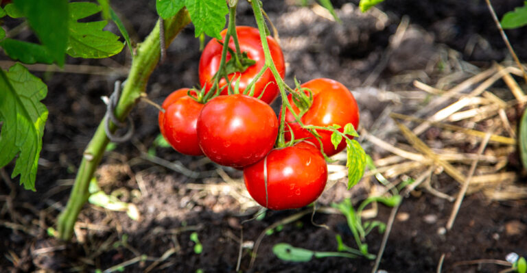 Stop Adding Fertilizer To Your Pennsylvania Tomatoes When The Soil Looks Like This