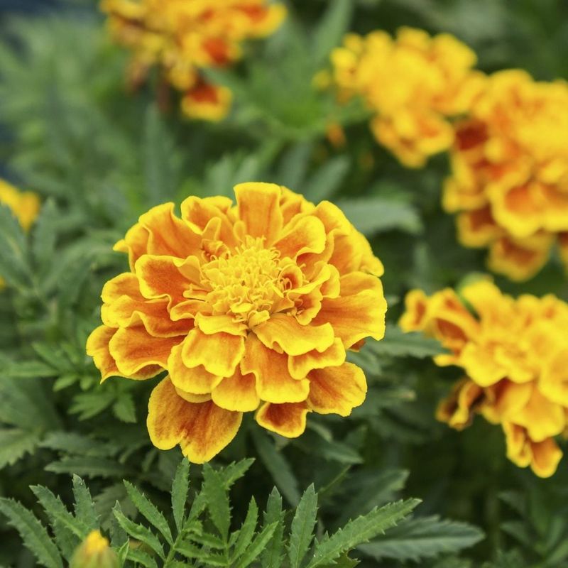 Stop Additional Fertilizer If Growth Is Excessively Leafy