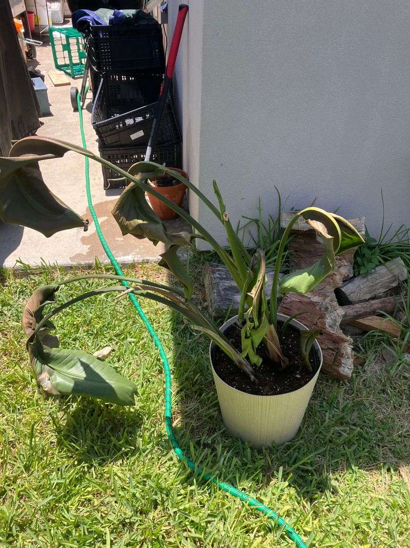 Stop Before You Cut The Whole Plant Down Stop Before You Cut The Whole Plant Down
