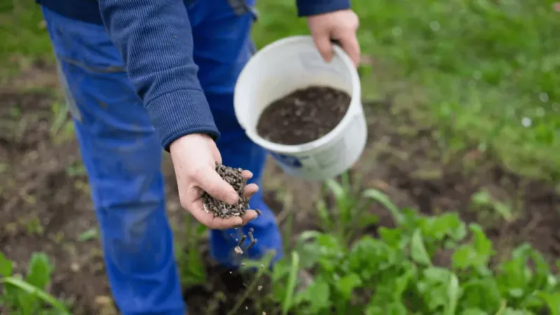 Stop Chasing Blooms With Extra Fertilizer Stop Chasing Blooms With Extra Fertilizer