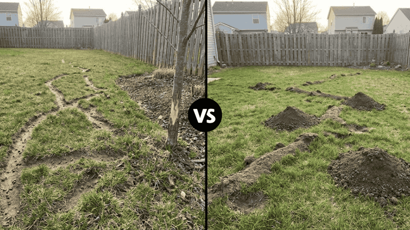 Stop Confusing Mole Runs With Vole Damage Stop Confusing Mole Runs With Vole Damage