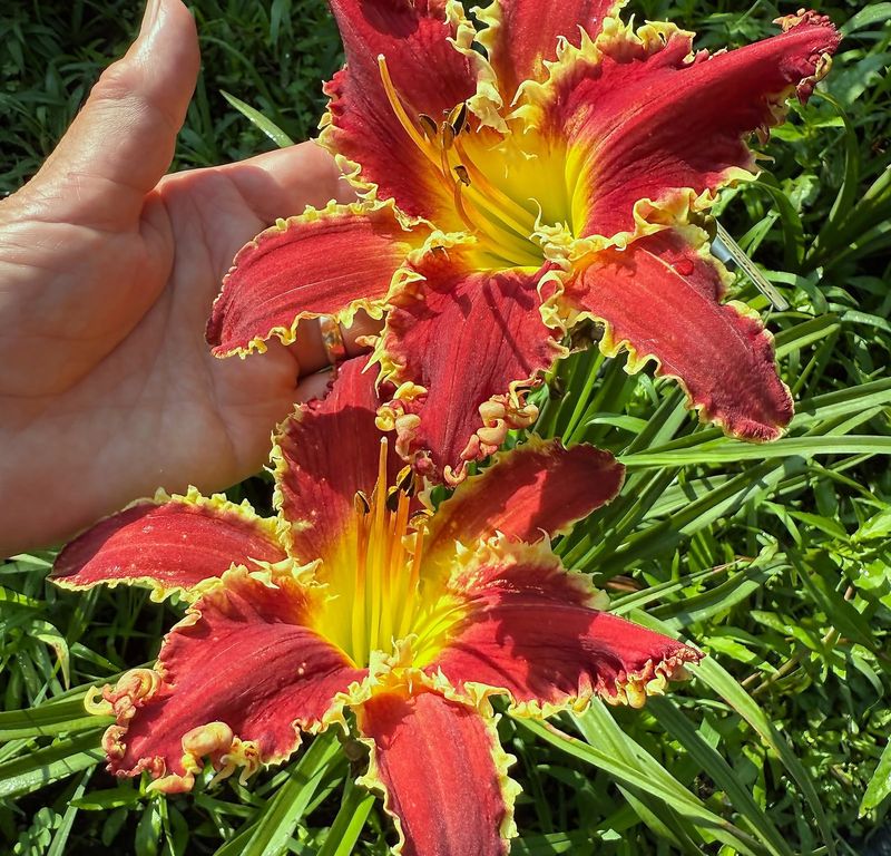 Stop Feeding Established Perennials By The End Of July Stop Feeding Established Perennials By The End Of July