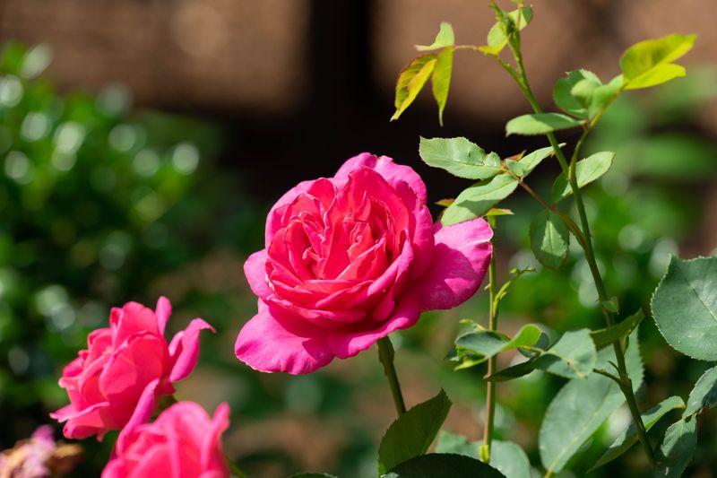 Stop Feeding Roses To Prepare For Dormancy Stop Feeding Roses To Prepare For Dormancy