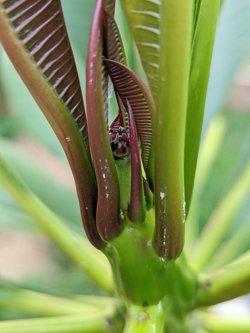 Stop Feeding Until New Growth Returns Stop Feeding Until New Growth Returns