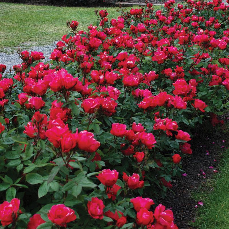 Stop Fertilizing Before Late Summer Growth Turns Soft