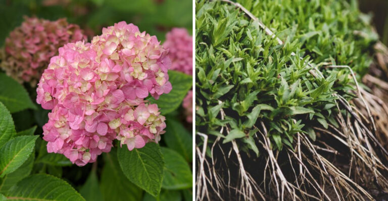 Stop Fertilizing These Plants Before August In New Jersey, Here’s Why