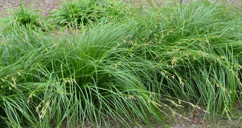 Stop Fighting Grass Where Roots Always Win Stop Fighting Grass Where Roots Always Win