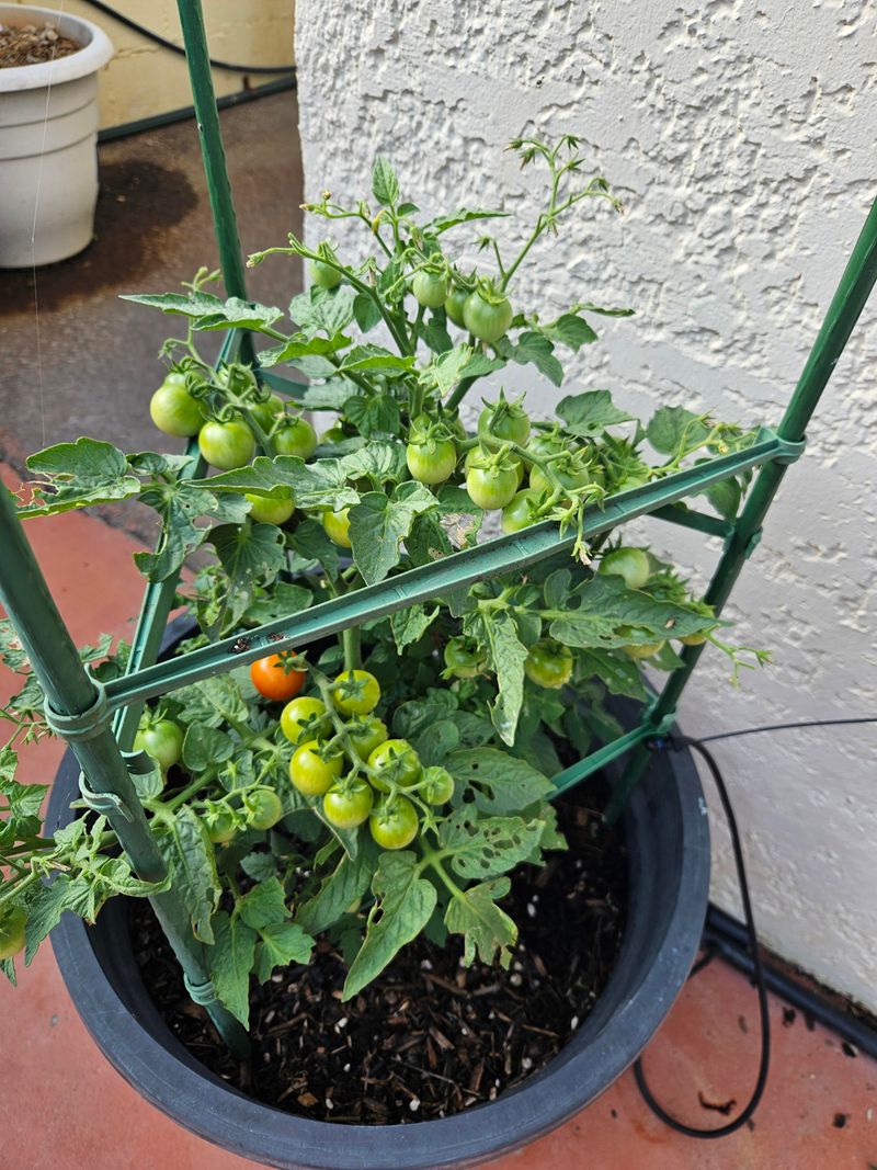 Stop Heavy Fertilizer Late In The Season