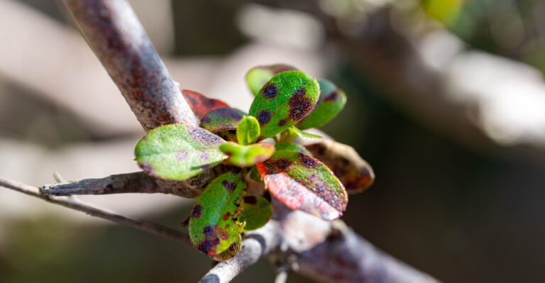 Azaleas (featured image)