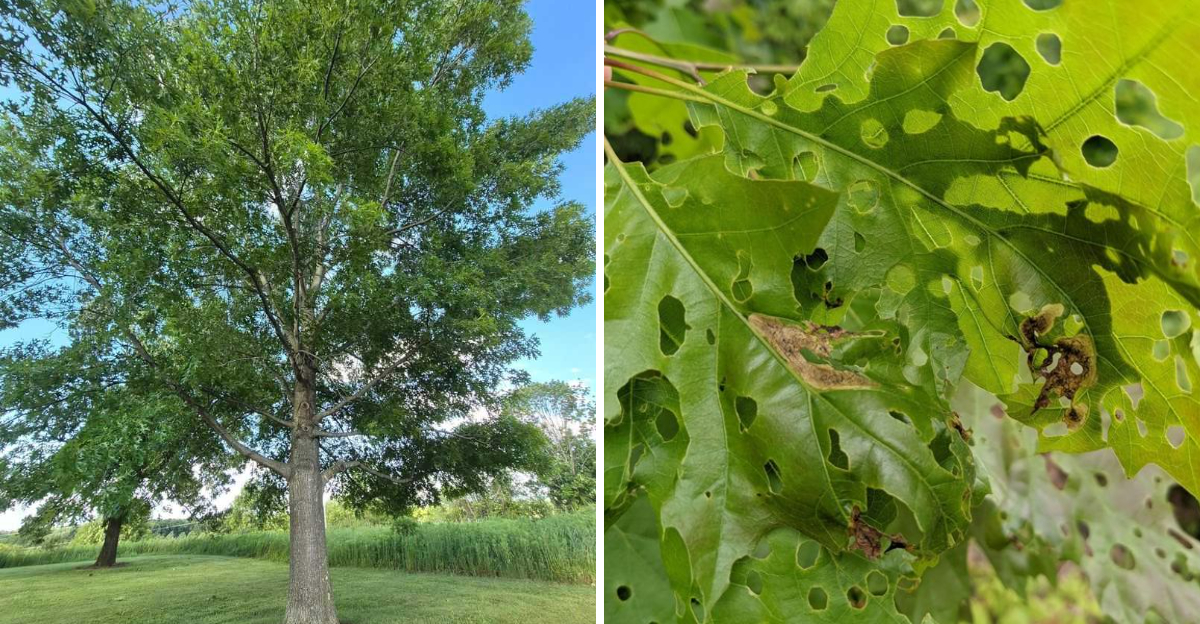 Solitary Oak Leafminer