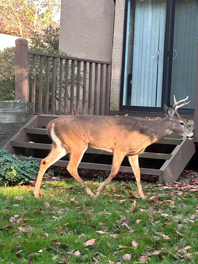 Stop Inviting Deer Closer To The Garden