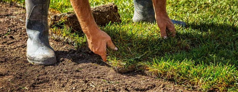 Stop Laying Sod In Peak Summer Stress