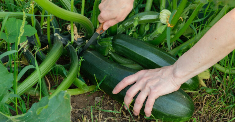 Stop Leaving Mature Zucchini On The Vine During Oregon Heat Spikes, Here’s Why