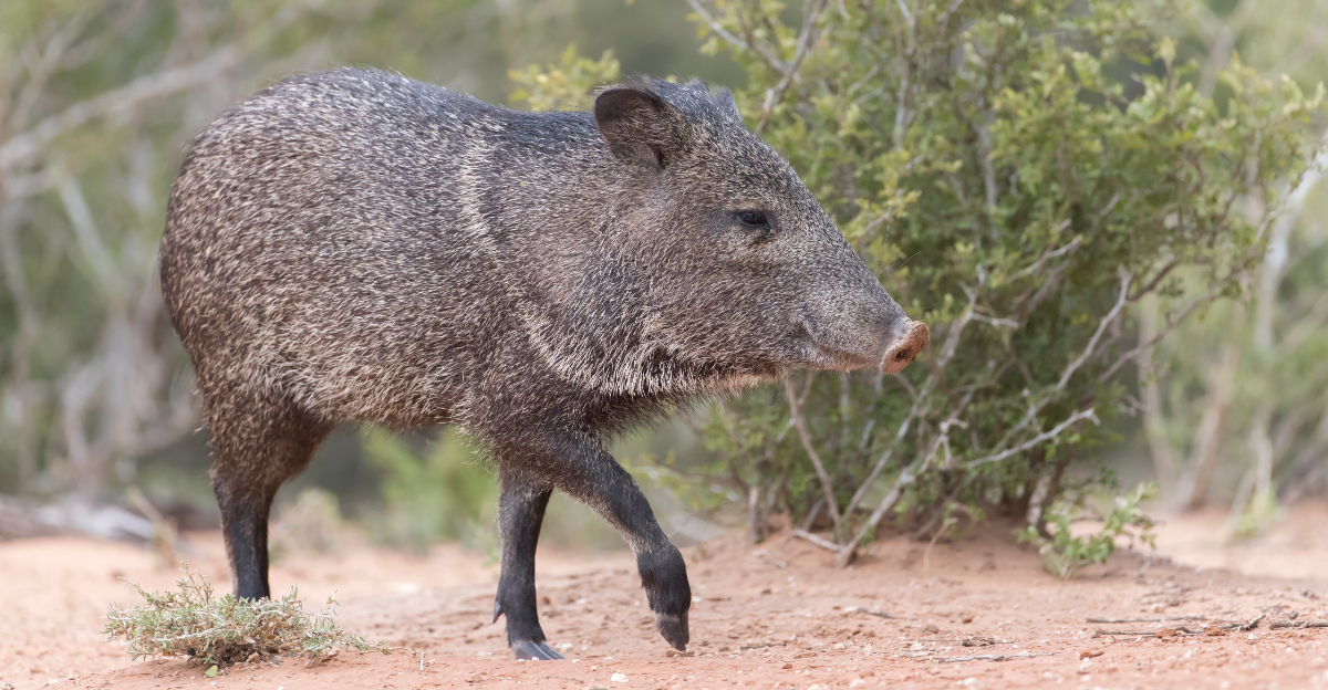 Javelina (featured image)