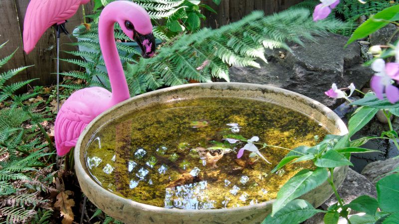 Stop Letting Bird Bath Water Sit All Week