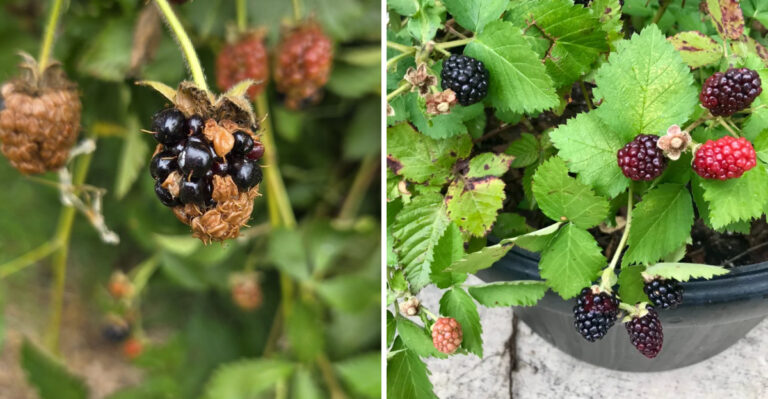 Stop Letting Blackberry Cane Blight Spread Through Your Georgia Garden