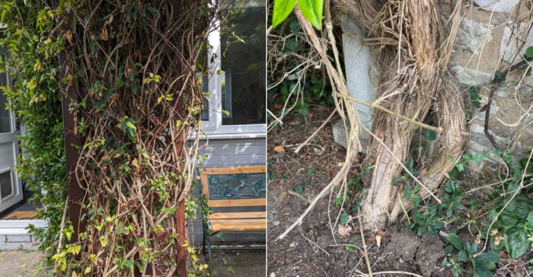 Stop Making These Mistakes With Your Climbing Oregon Clematis