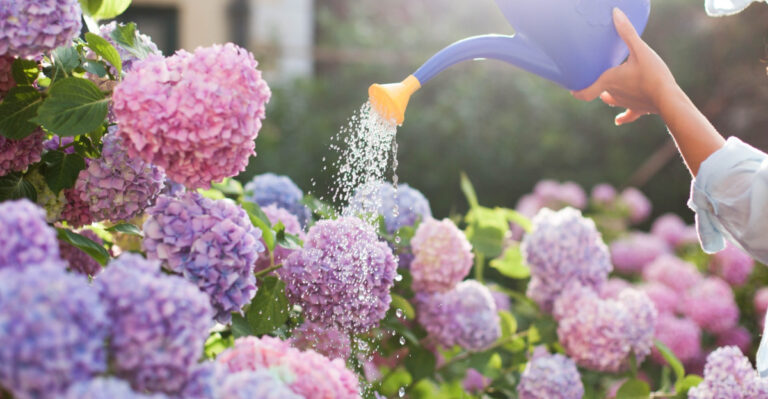 Stop Making This Watering Mistake With Your Hydrangeas