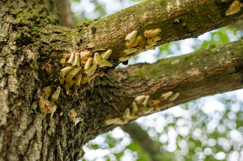 Stop Moving Firewood That May Carry Egg Masses