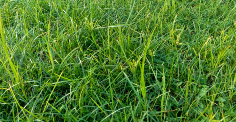 Stop Mowing Over This Aggressive Weed Creeping Into Your Pennsylvania Lawn