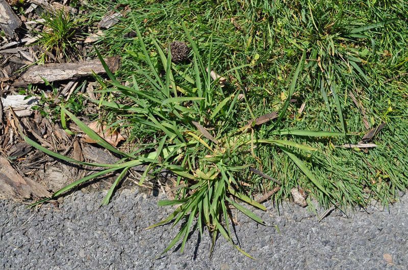 Stop Next Year's Crabgrass With Spring Prevention Stop Next Year's Crabgrass With Spring Prevention