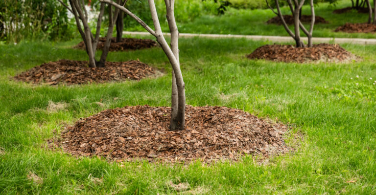 Stop Piling Mulch Like This Around Your Pennsylvania Trees Immediately