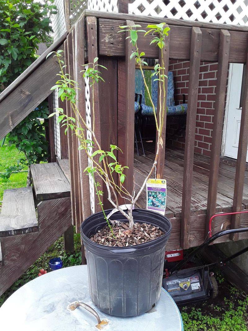 Stop Planting Blueberries In Hot Black Pots