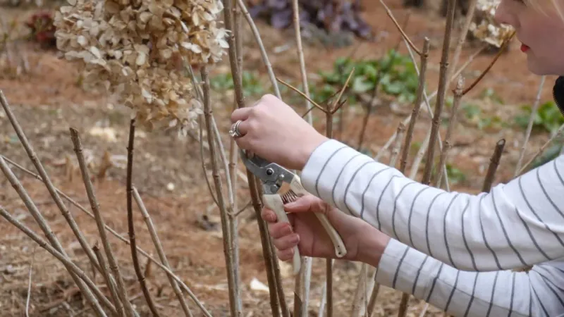 Stop Pruning And Preserve The Old Stems Stop Pruning And Preserve The Old Stems