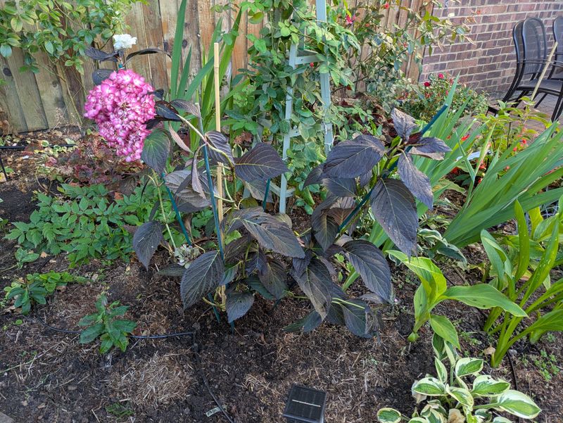 Stop Pruning Before August Stop Pruning Before August