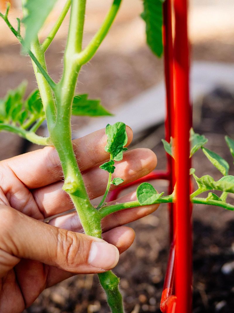 Stop Pruning Hard When Plants Are Heat Stressed