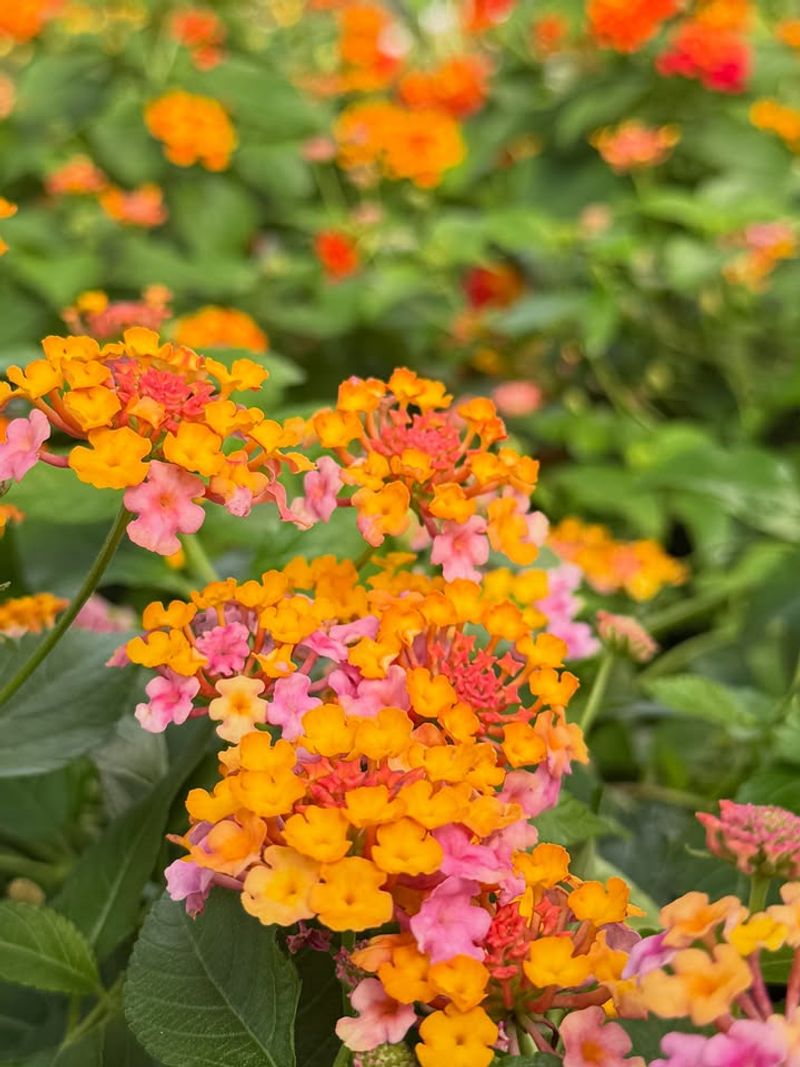 Stop Pruning Lantana In Mid-Summer
