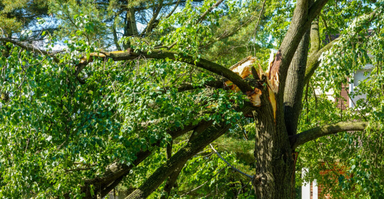 storm damaged tree