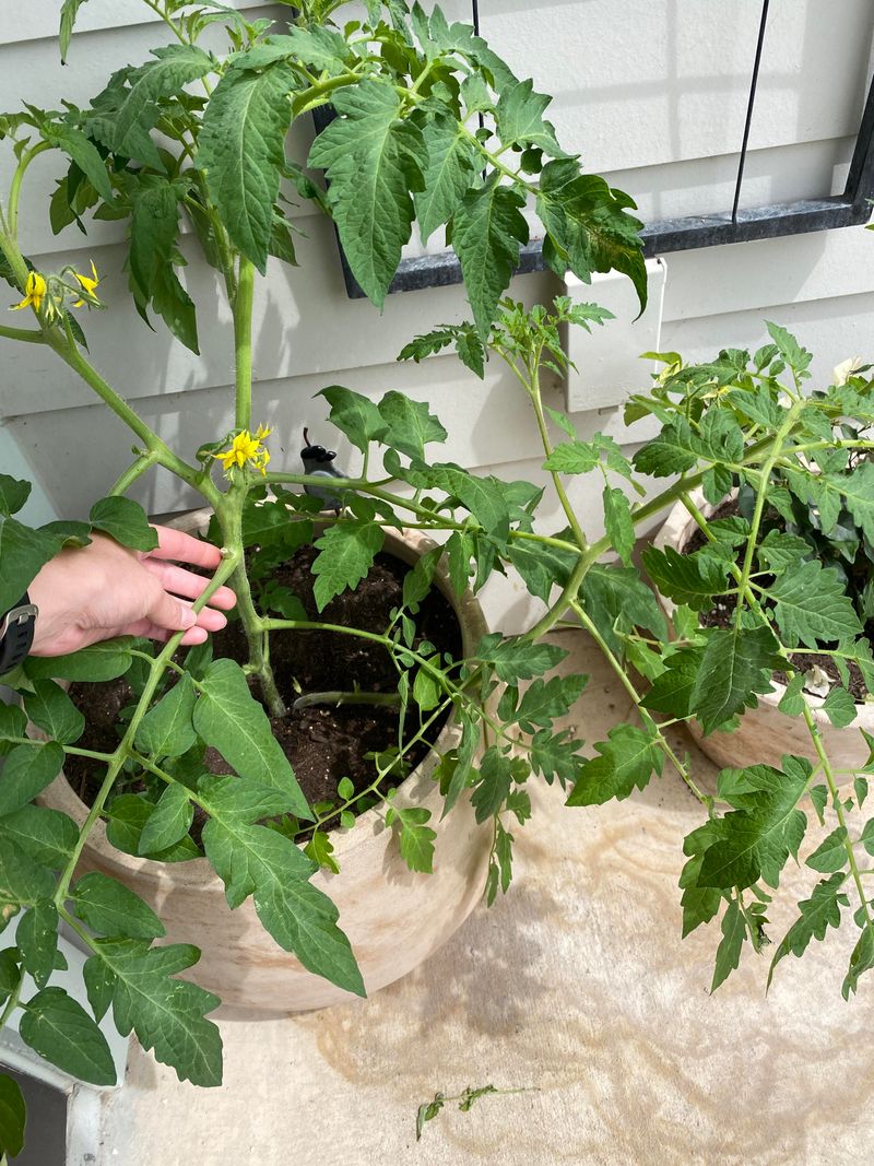 Stop Pruning When Plants Are Struggling Stop Pruning When Plants Are Struggling