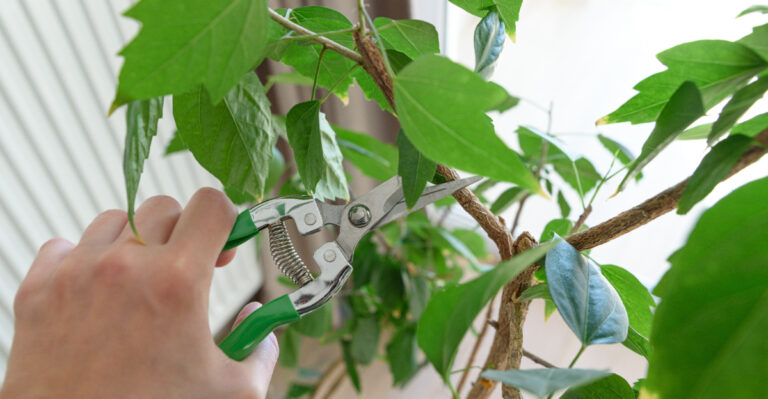 pruning hibiscus (featured image)