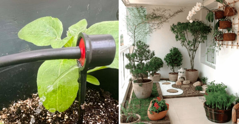 Stop Relying On Auto-Drip For Oregon Porch Plants During This Heat Advisory