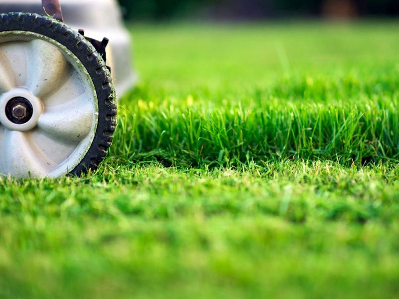 Stop Scalping Grass In July Heat