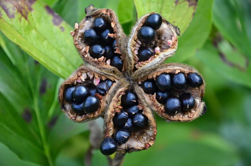Stop Seed Pods From Draining Plant Energy