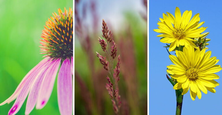 Stop Soil Erosion In Your Tennessee Garden With These 7 Native Plants