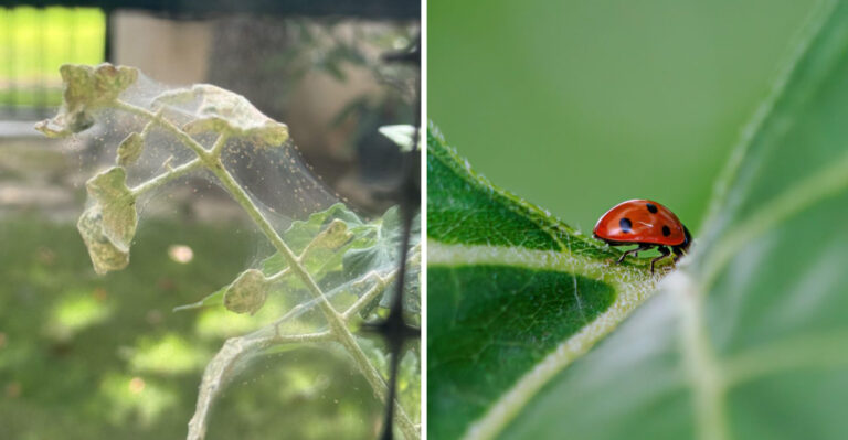Stop Spider Mites From Overwhelming Your Arizona Tomato Plants This Week