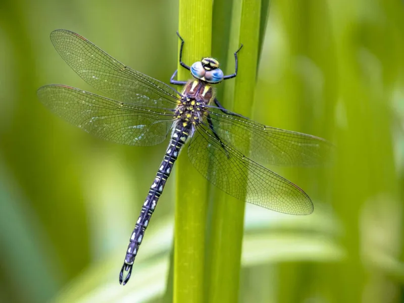 Stop Spraying Broad-Spectrum Insecticides Stop Spraying Broad-Spectrum Insecticides