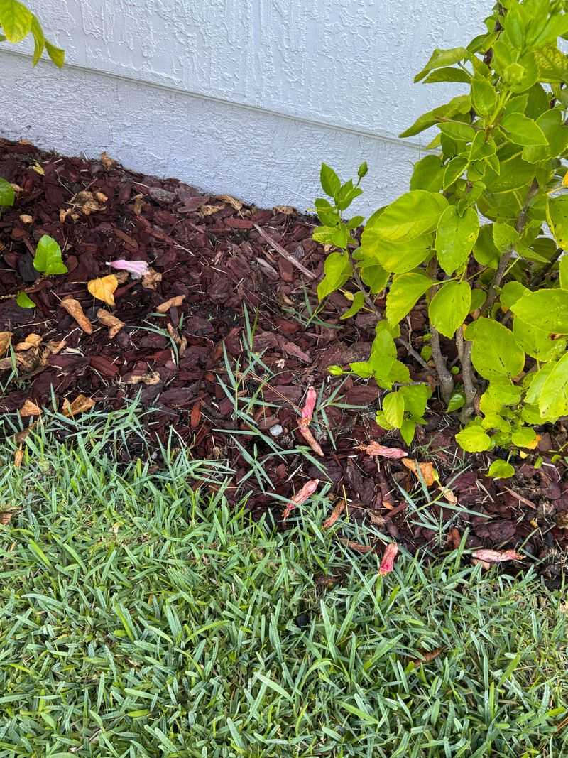 Stop Stolons Before They Root In Mulch Stop Stolons Before They Root In Mulch