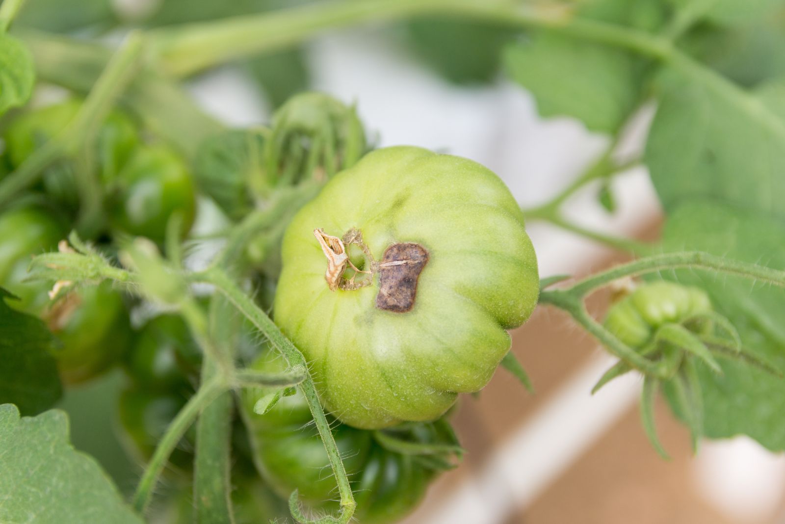 tomato blossom end rot