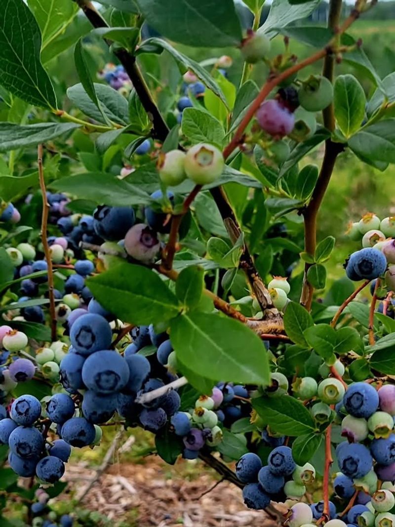 Stop Treating July Like Spring Feeding Season Stop Treating July Like Spring Feeding Season