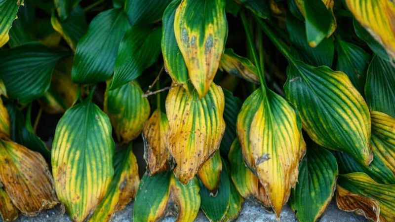 Stop Treating Wilted Leaves Like A Fertilizer Problem