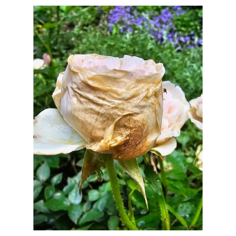 Stop Trimming Near September To Help Roses Rest Stop Trimming Near September To Help Roses Rest