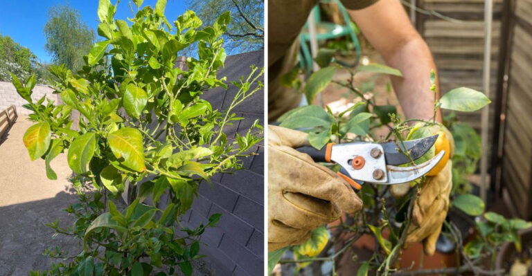 Stop Trimming Your Arizona Citrus Trees Until Heat Breaks