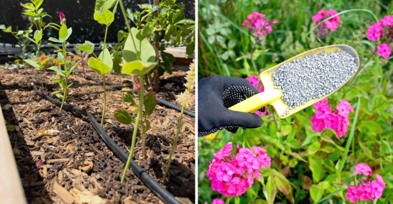 Stop Using High-Nitrogen Fertilizer On Stressed Arizona Plants This July