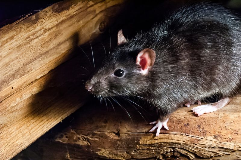 Stop Using Rodent Poison Outdoors