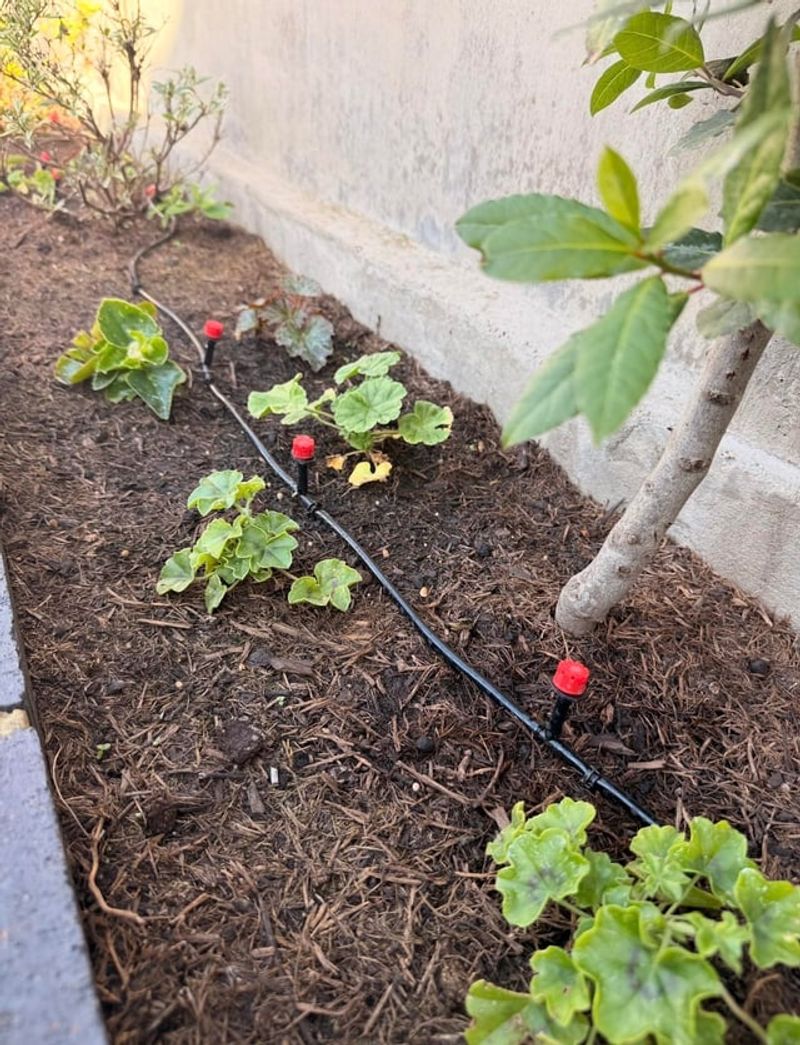 Stop Watering After Dark When Leaves Stay Wet Stop Watering After Dark When Leaves Stay Wet